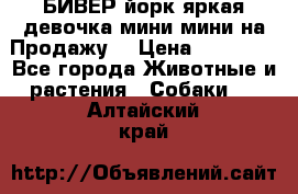 БИВЕР йорк яркая девочка мини мини на Продажу! › Цена ­ 45 000 - Все города Животные и растения » Собаки   . Алтайский край